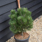 Pinus heldreichii 'Compact Gem' | Bosnian pine - Height 60cm - Width 40cm - 15lt