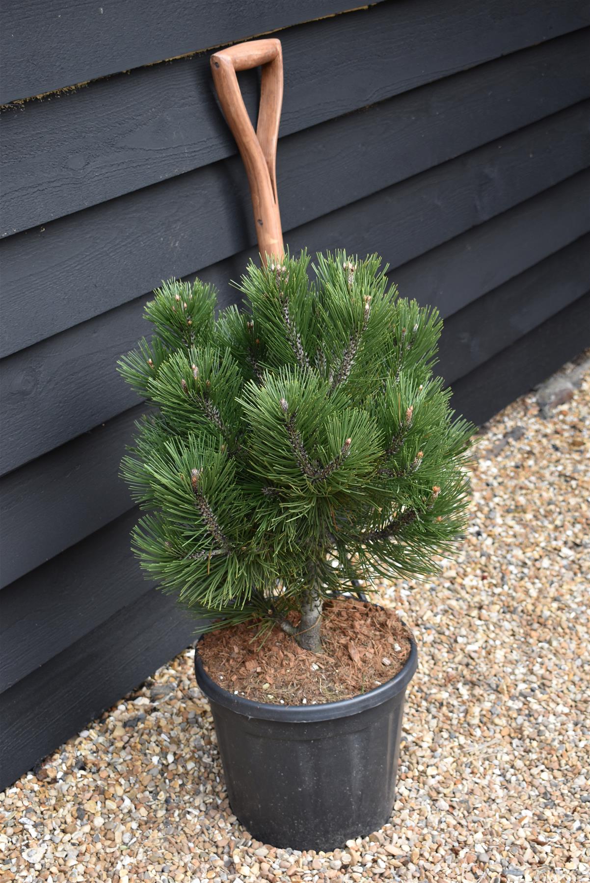 Pinus heldreichii 'Compact Gem' | Bosnian pine - Height 60cm - Width 40cm - 15lt