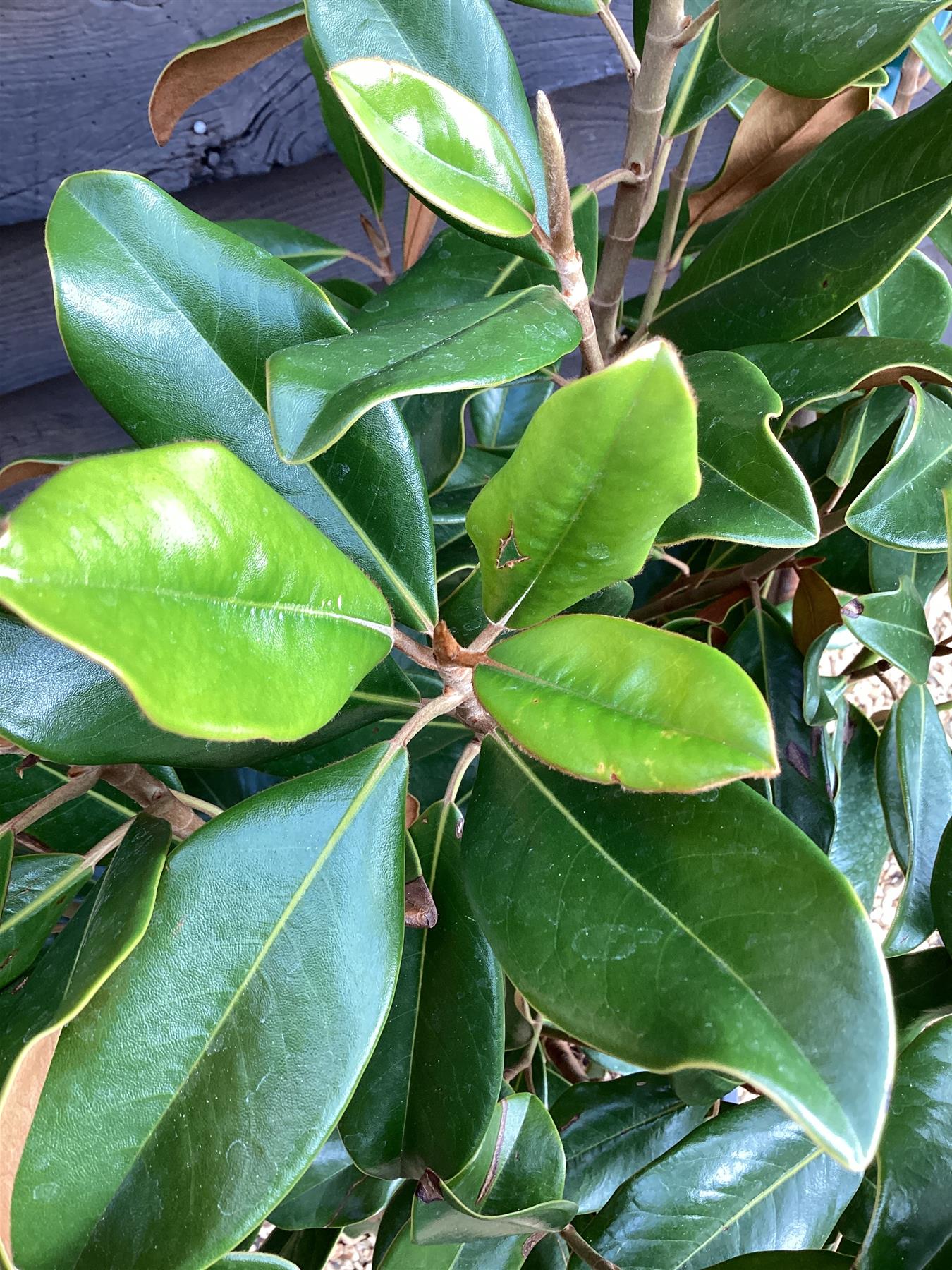 Magnolia grandiflora 'Goliath' | Evergreen Magnolia 'Goliath' - 140-150cm, 20lt