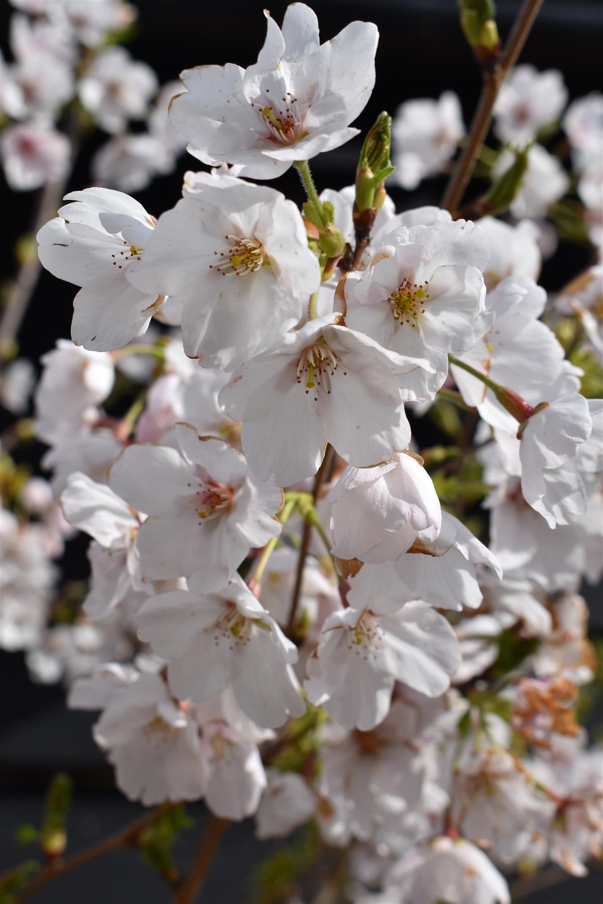 Prunus Yedoensis Shidare-Yoshino | Yoshino cherry 'Shidare-Yoshino' - Clear Stem - Girth 10-12cm - 320-340cm - 30lt