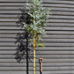 Eucalyptus Gunni Silverana | Cider Gum Tree - Height 270-320cm - 30lt