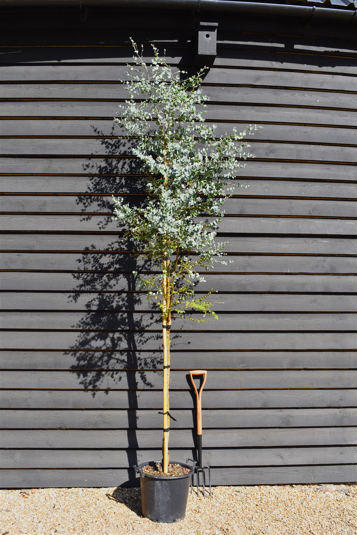 Eucalyptus Gunni Silverana | Cider Gum Tree - Height 270-320cm - 30lt