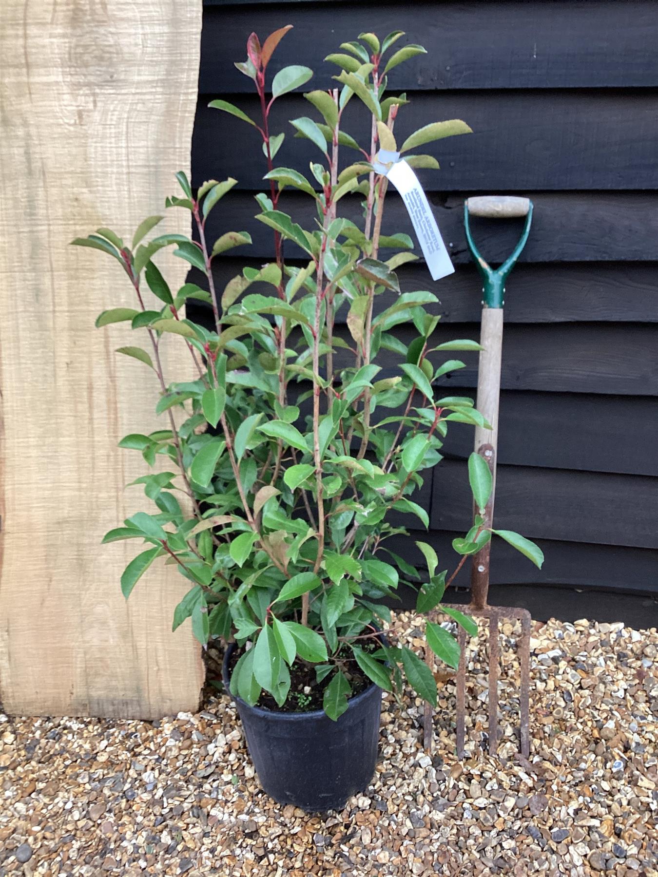 Photinia Red Robin - 40/60cm, 10lt