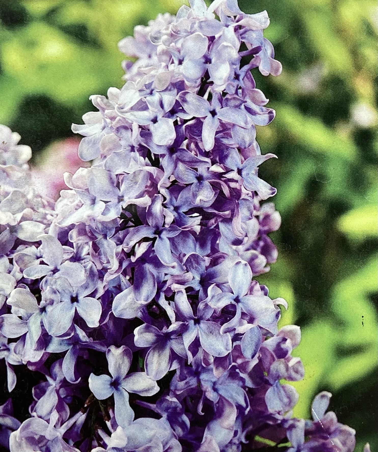 Lilac 'Mrs Edward Harding' | Syringa vulgaris - 80cm - 12lt