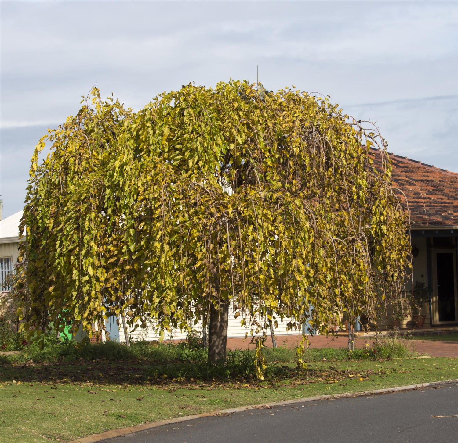 Morus alba 'Pendula' | Weeping White Mulberry - Girth 30cm - 350-360cm - 130lt