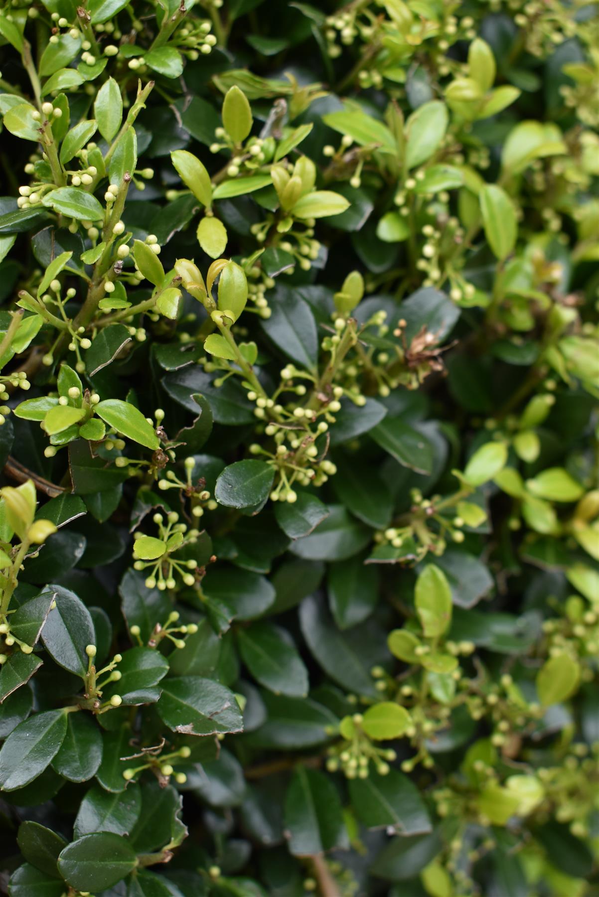 Ilex Crenata Luxus Globe - 60-70cm - 50lt