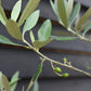 Olive Tree | Olea Europea 1/2 Std - 200-220cm, 50lt