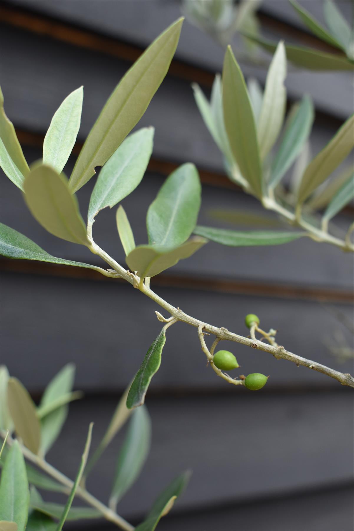 Olive Tree | Olea Europea 1/2 Std - 200-220cm, 50lt