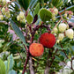 Arbutus Unedo | Strawberry Tree - Multistem - Height 330-350cm - 230lt