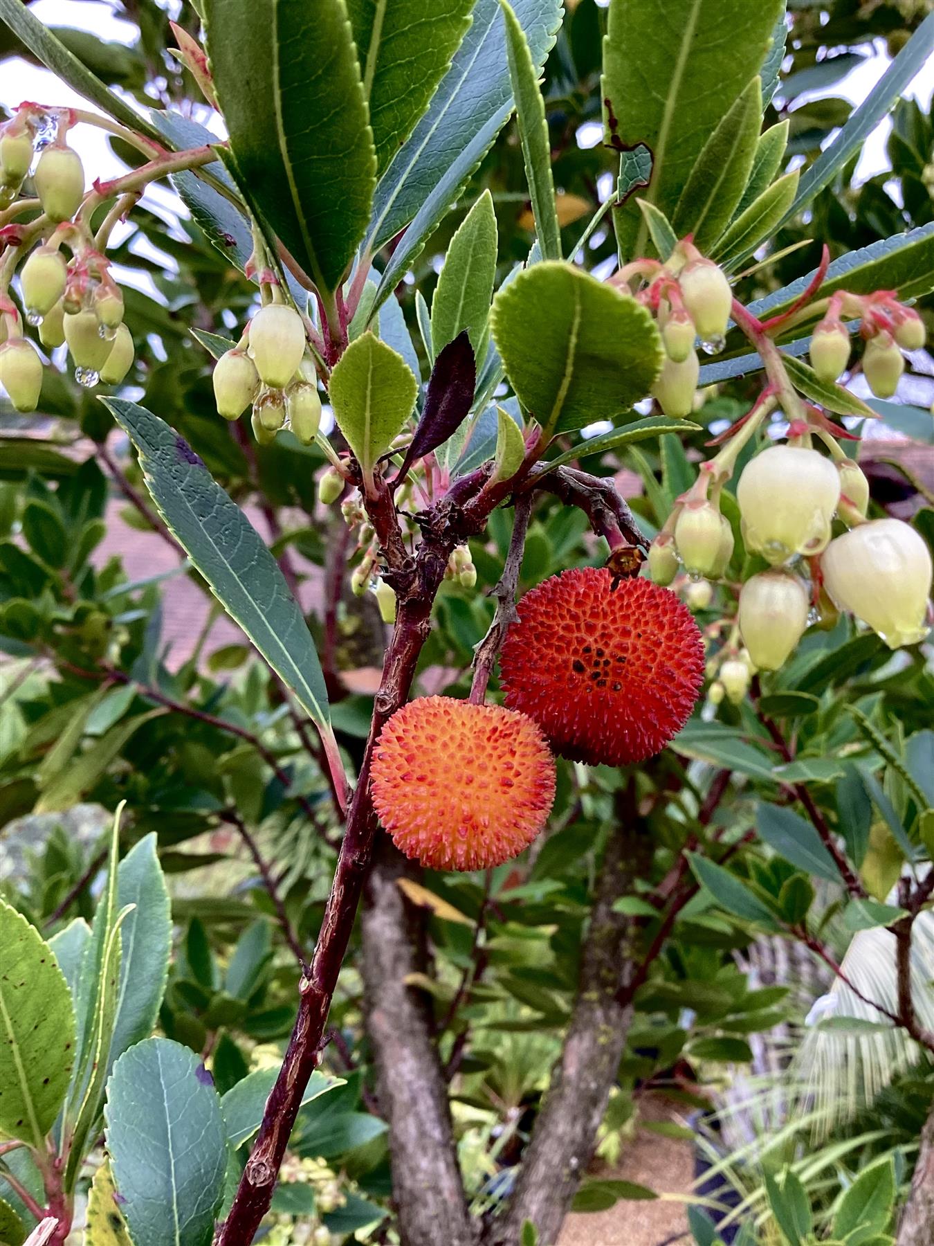 Arbutus Unedo | Strawberry Tree - Multistem - Height 330-350cm - 230lt