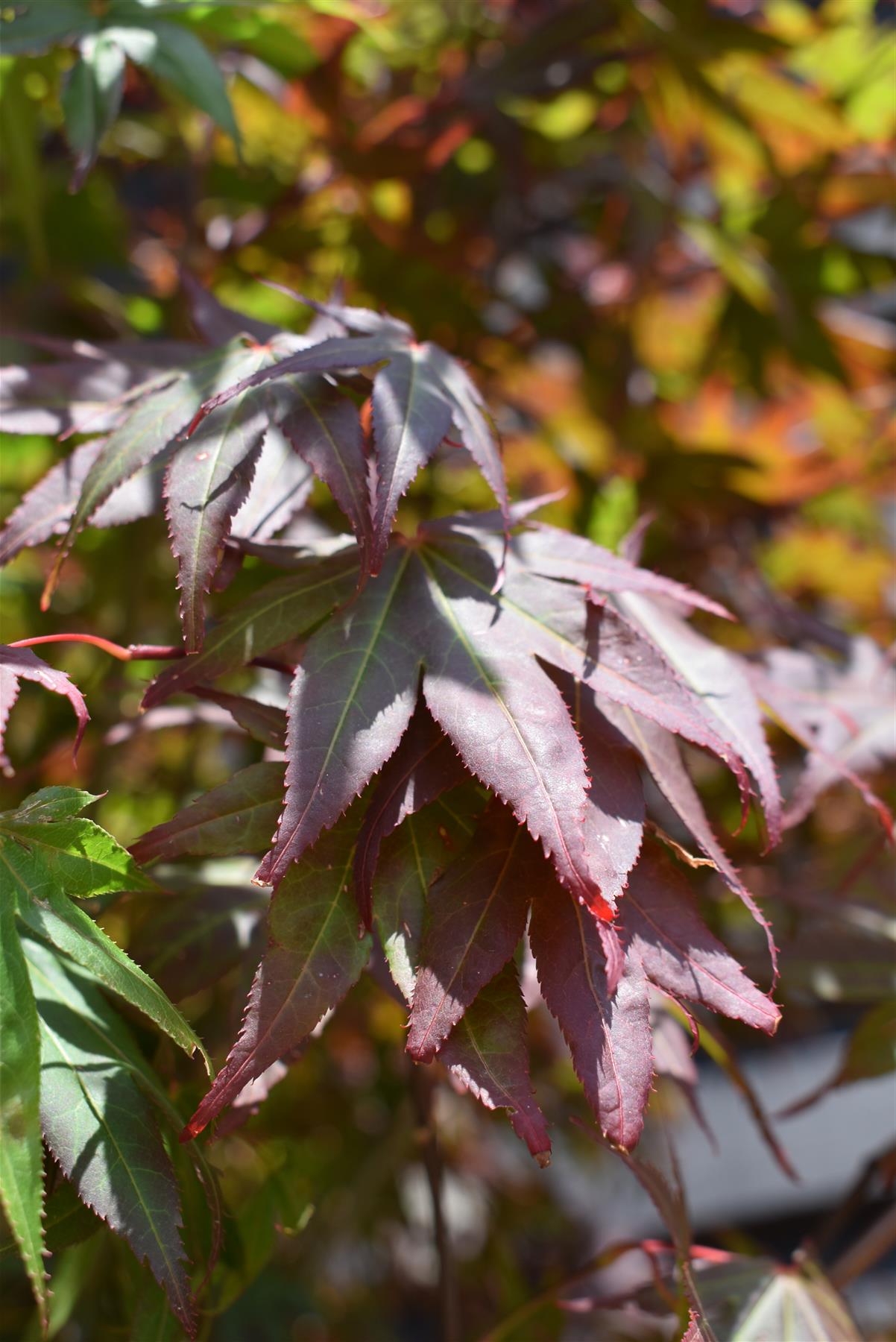 Acer palmatum 'Atropurpureum' | Purple Japanese maple - Bushy - 200-220cm - 130lt