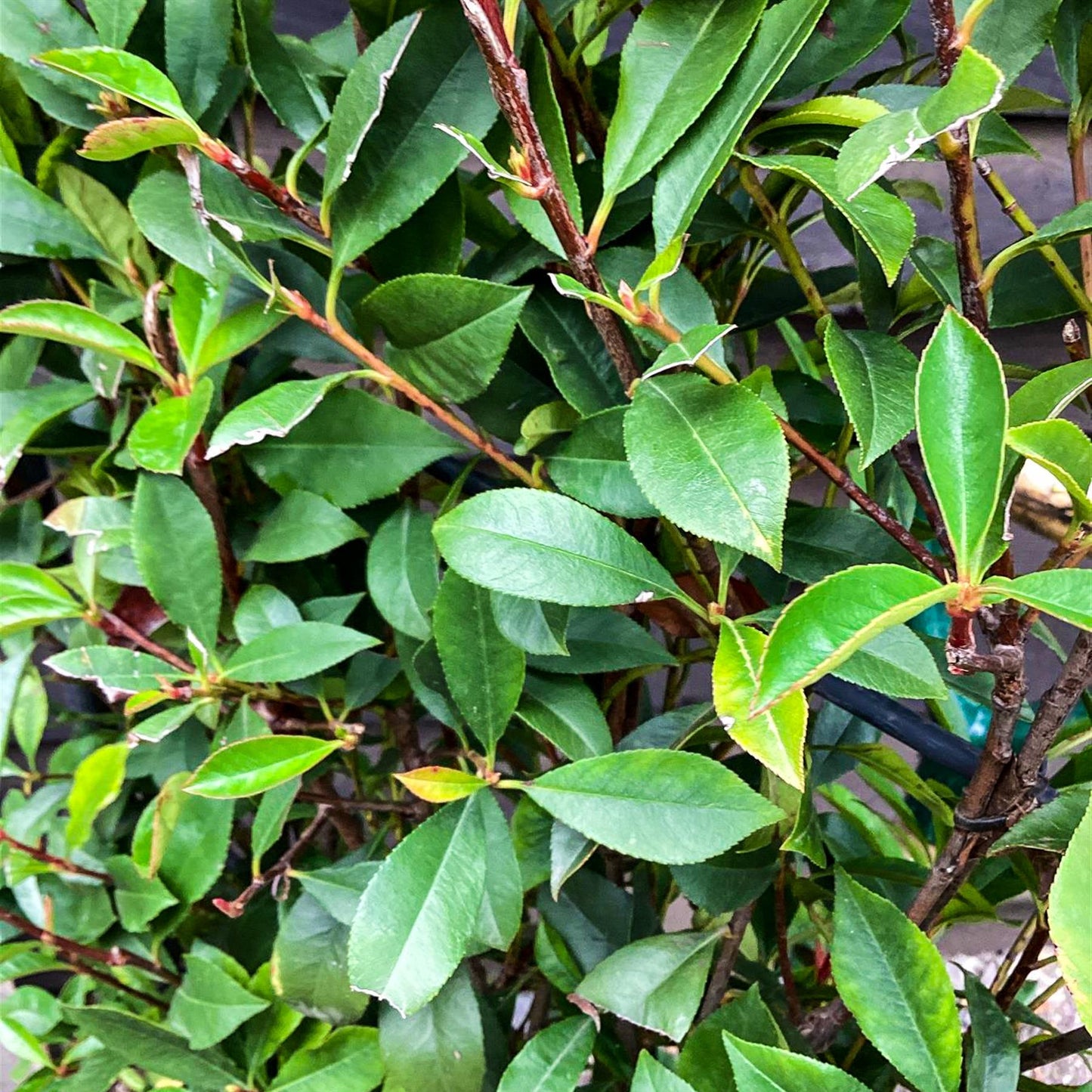 Photinia Red Robin | Christmas berry 'Red Robin' - Compacta - Height 140-160cm - 18lt