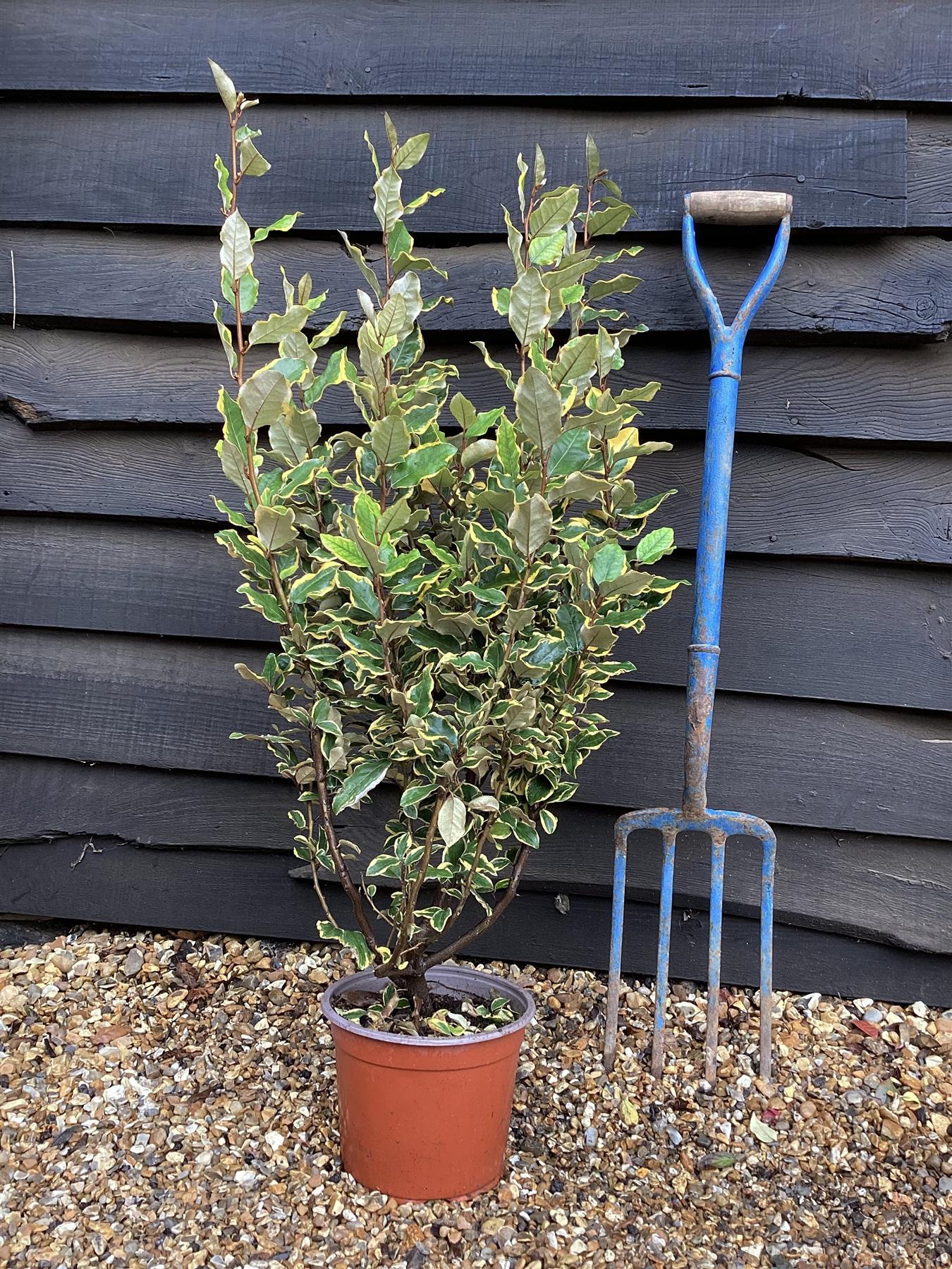 Elaeagnus ebbingei 'Viveleg' - Shrub - Hedging - Height 60-70cm - 5lt