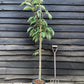 Flowering Cherry | Prunus 'Chocolate Ice' - 180-220cm - 12lt