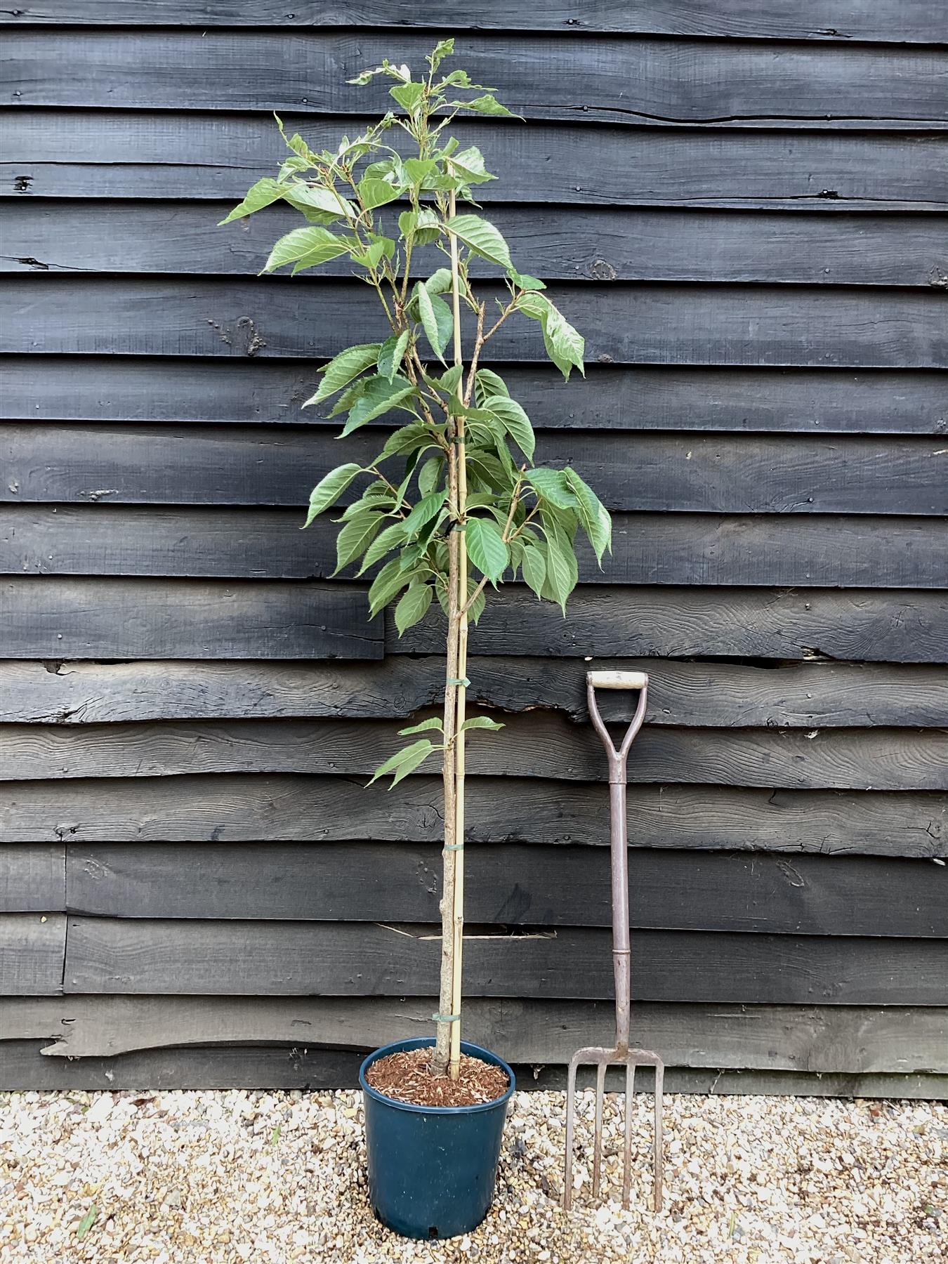 Flowering Cherry | Prunus 'Chocolate Ice' - 180-220cm - 12lt