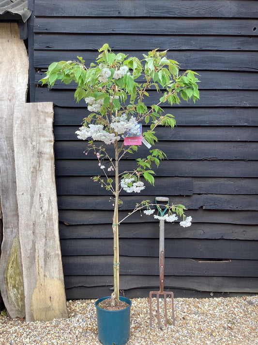 Prunus Shogetsu (Shimizu-zakura) | Blushing Bride Cherry Tree - Height - 180-200cm - 10lt