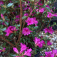 Azalea Japonica Amoena - Purple Flower | Rhododendron Amoena - Bushy - Height 40-50cm - 10lt