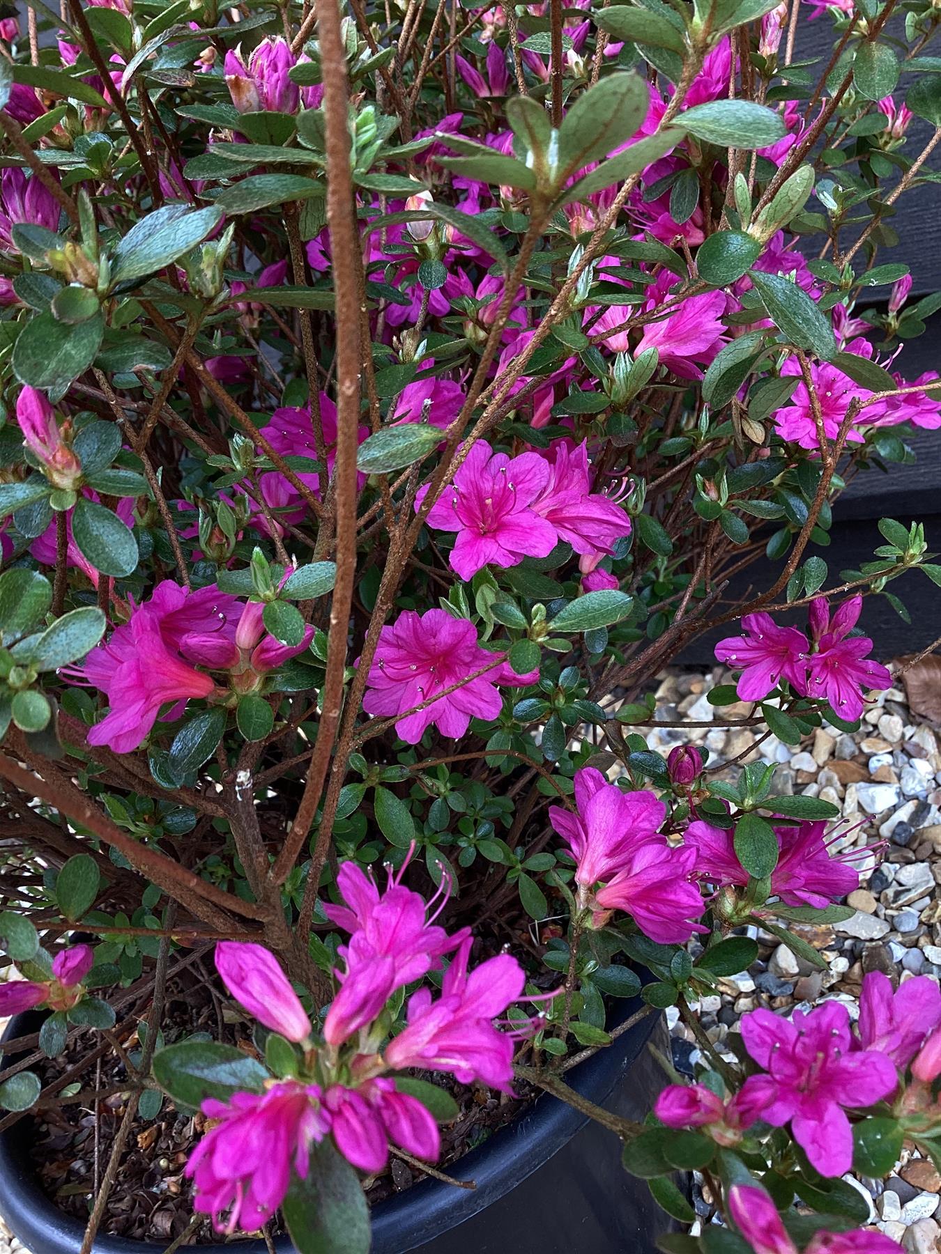 Azalea Japonica Amoena - Purple Flower | Rhododendron Amoena - Bushy - Height 40-50cm - 10lt