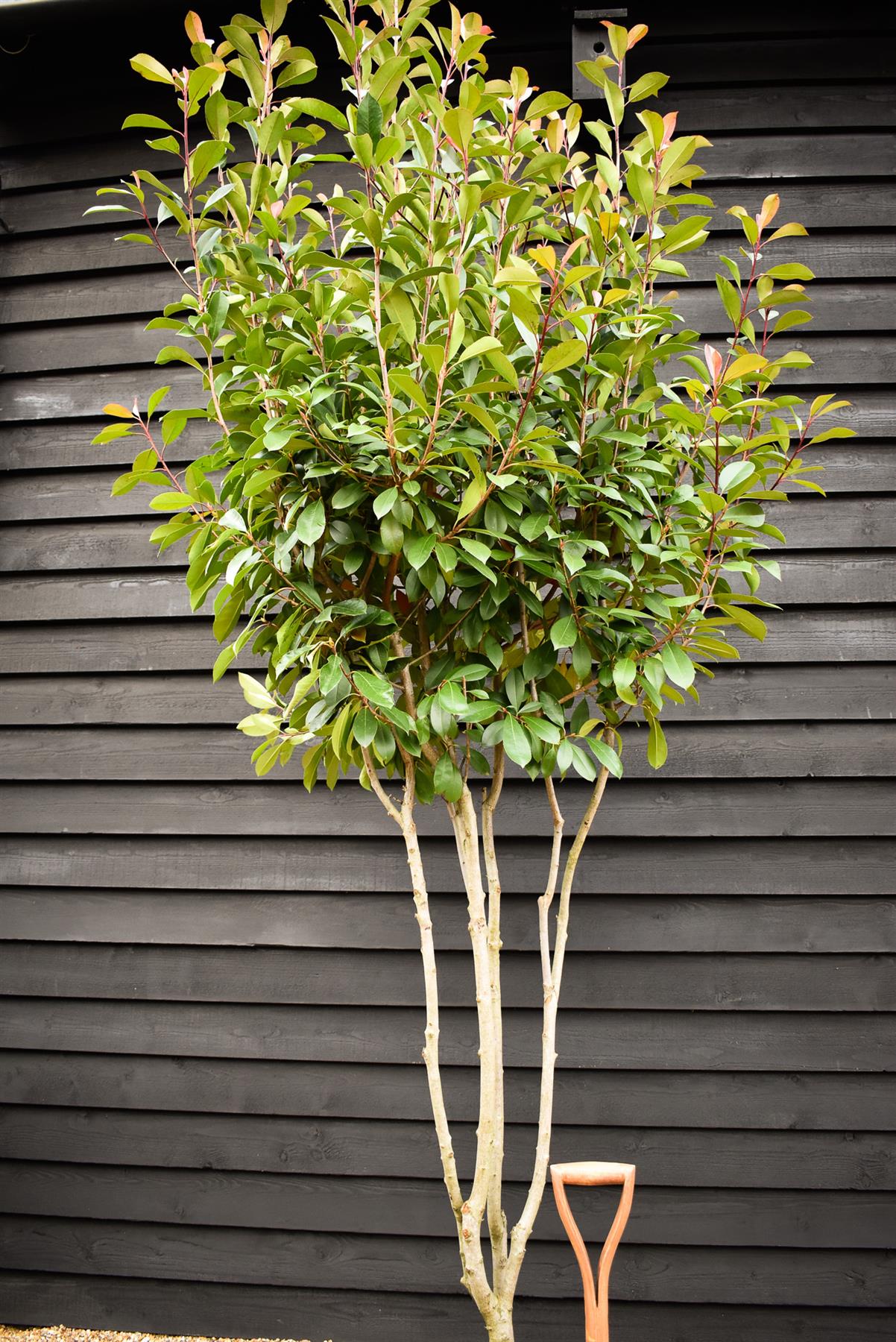 Photinia Red Robin | Christmas berry 'Red Robin' - Multi Stem - Height 250cm - 70lt