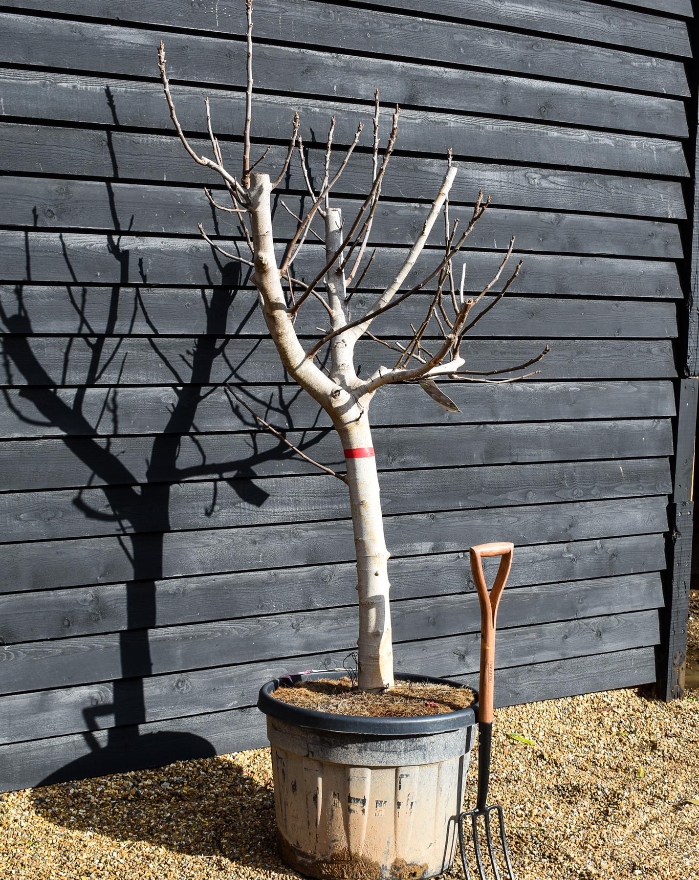 Fig - Ficus carica - Clear Stem 80cm - Girth 26-32cm - Height 170-190cm - 110lt