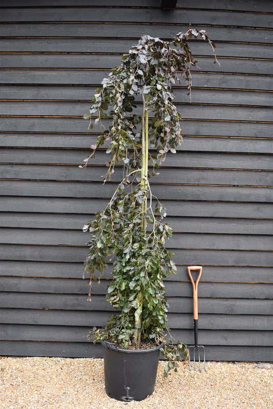 Fagus Sylvatica 'Purpurea Pendula'| Copper Beech -  Girth 8-10cm - Height 240-260cm - 70lt