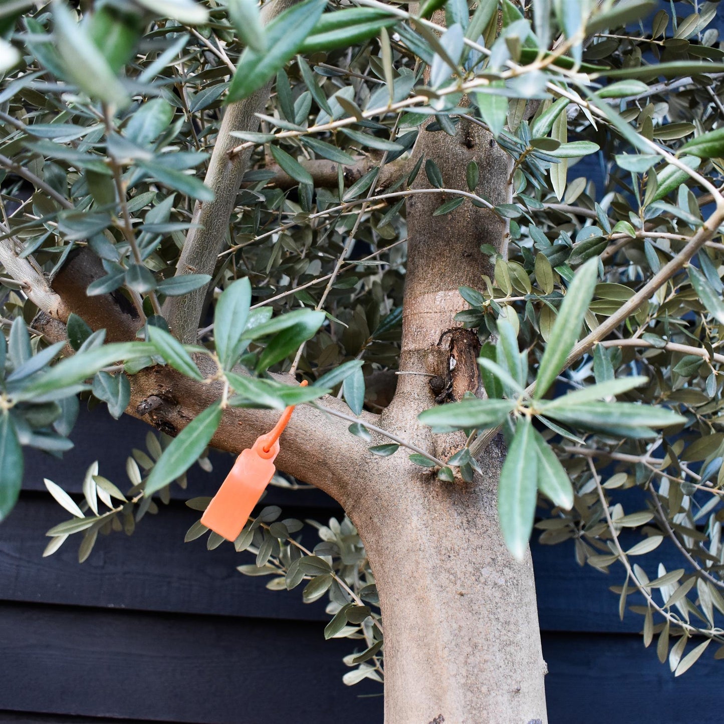 Olive Tree Picual | Olea Europea - Girth 30-36cm - Clear Stem 50-80cm - Height 250-300cm - 70lt