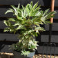 Fatsia japonica 'Spider's Web' - 40-50cm, 10lt