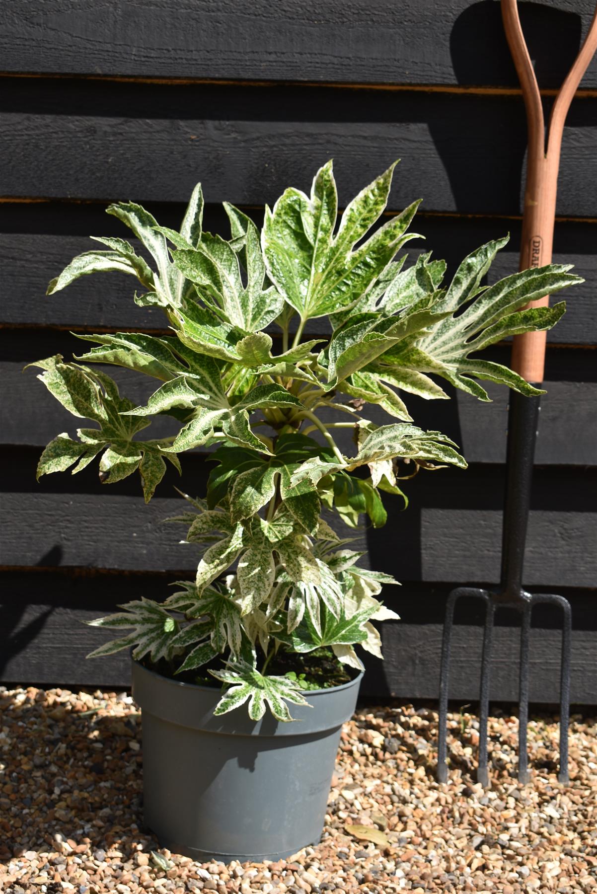 Fatsia japonica 'Spider's Web' - 40-50cm, 10lt