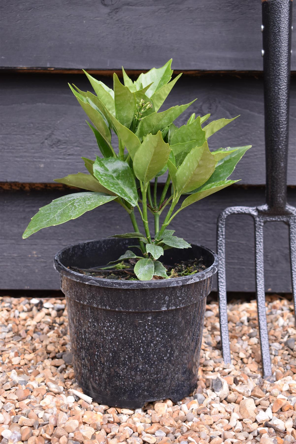 Aucuba japonica Rozannie |  Japanese laurel 'Rozannie' - 20-40cm, 3lt