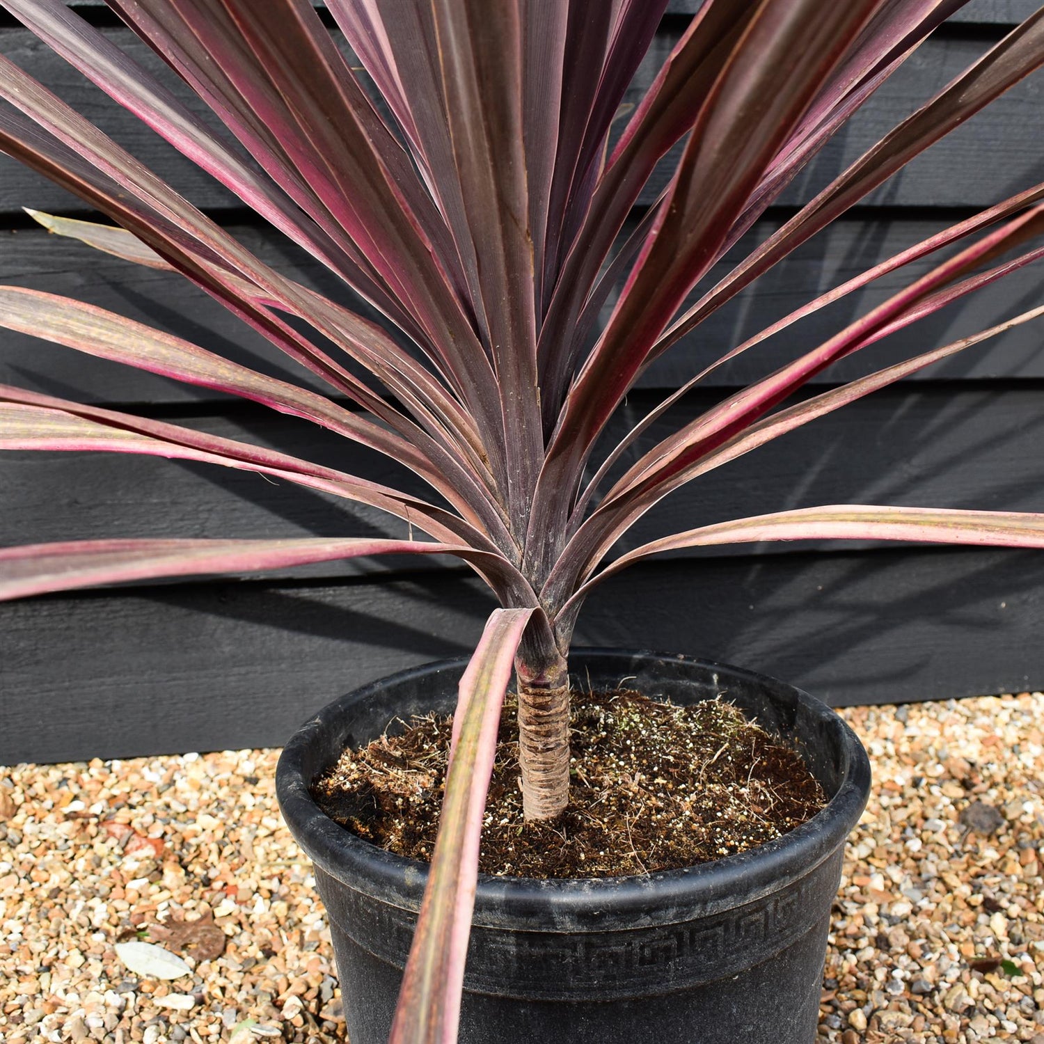 Cordyline australis 'Paso Doble' | Cabbage Palm Purple Creamy - Stem 10-20cm - Height 70-80cm - 15lt