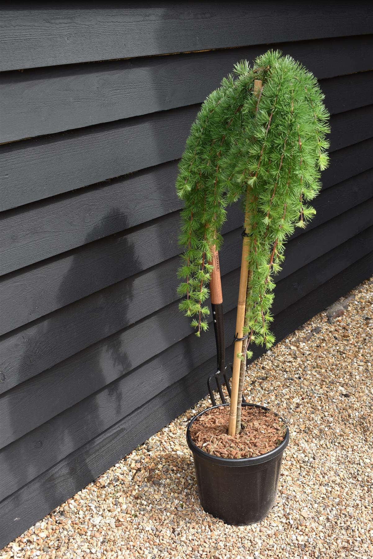 Larix kaempferi 'Stiff Weeper' - Stem - 100-110cm, 15lt