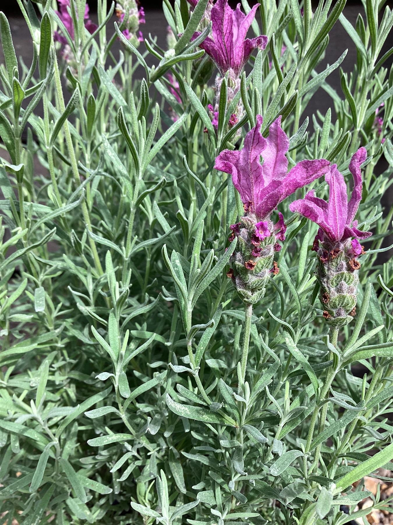 English Lavender 'Munstead' - 10-30cm, 2lt