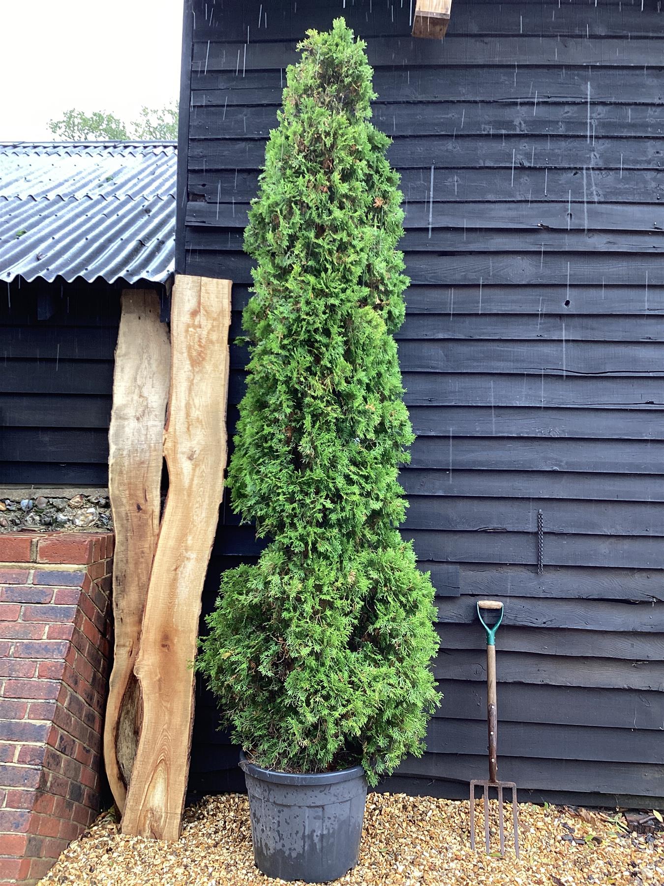 Thuja Emerald - 320-340cm, 70lt