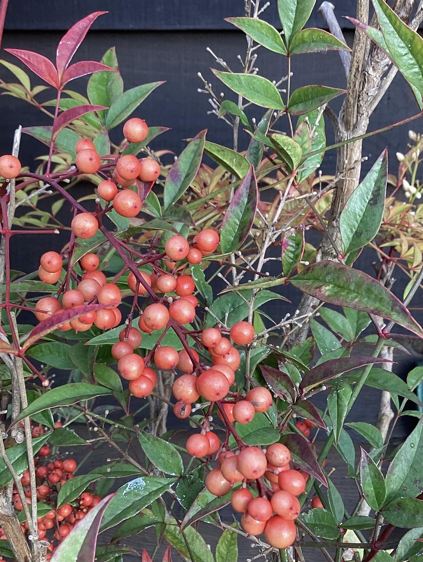 Nandina domestica - 70-80cm, 30lt