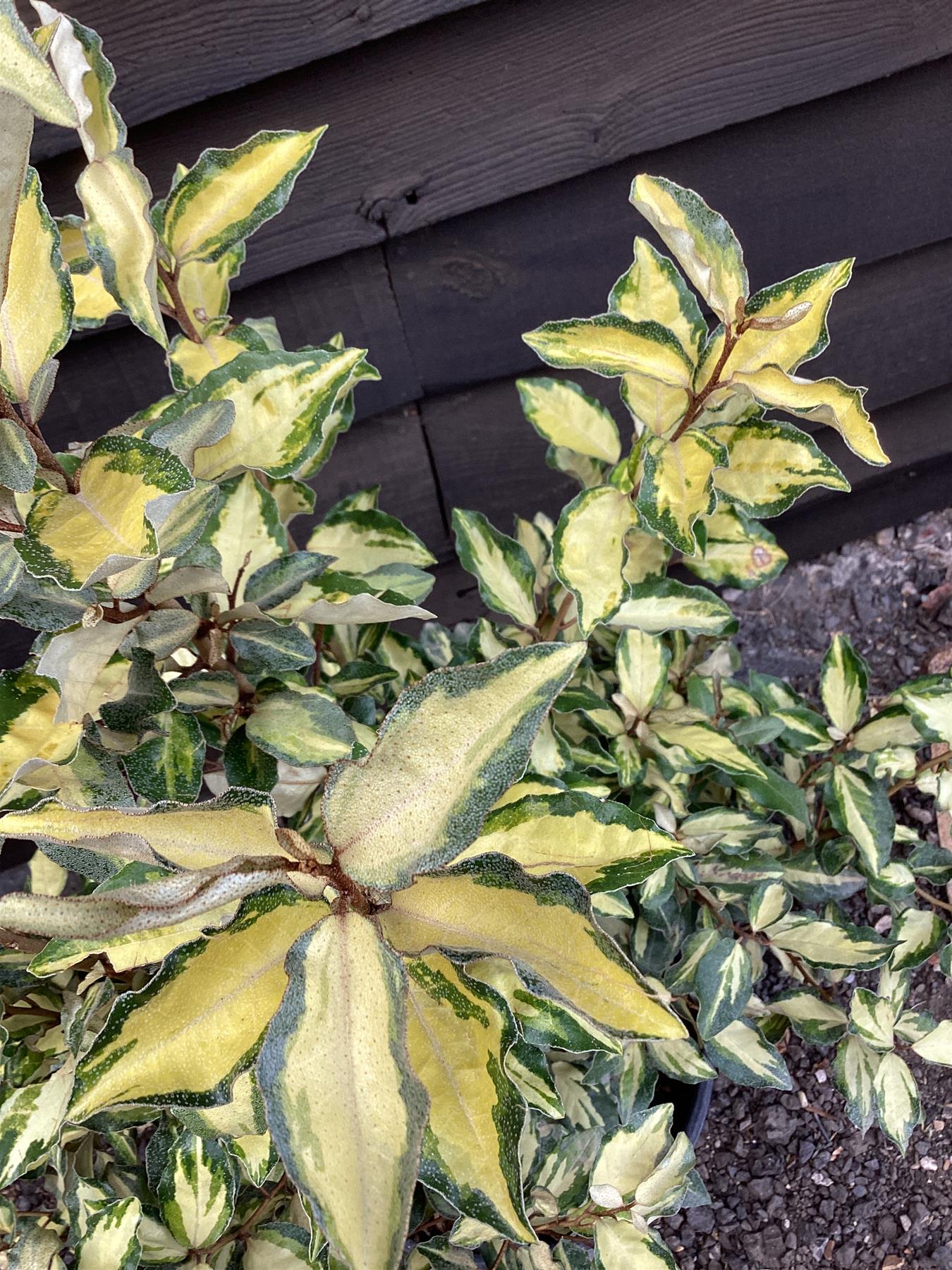 Elaeagnus 'Maryline' (Abrela) | Evergreen Silverthorn - 80-100cm, 15lt