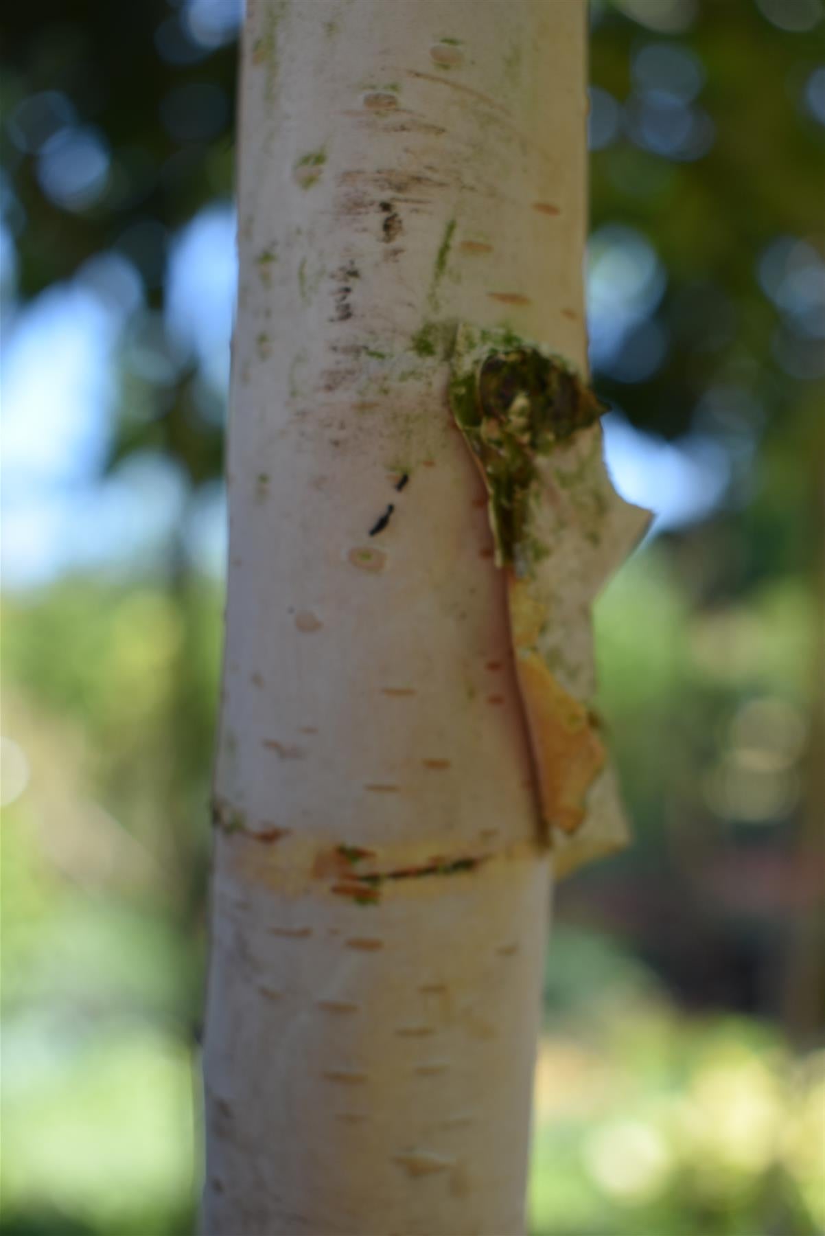 Himalayan Silver Birch | Betula utilis jacquemontii - Girth 10-12cm - Height 500-600cm - 75lt