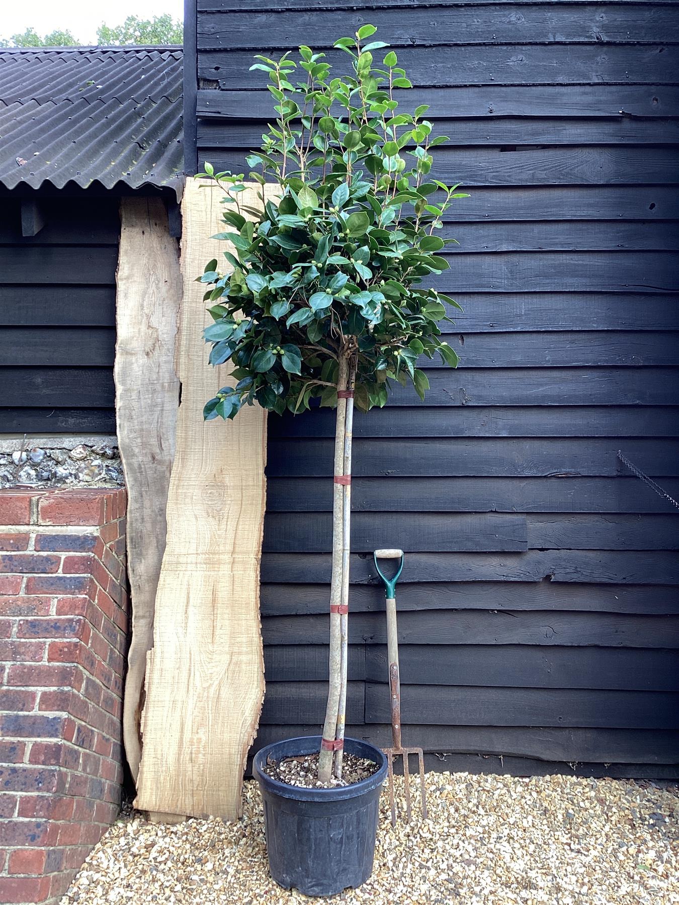 Camellia japonica | Common Camellia - 280-290cm, 55lt