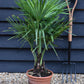 Trachycarpus fortunei | Chusan Palm - 70-90cm, 10lt