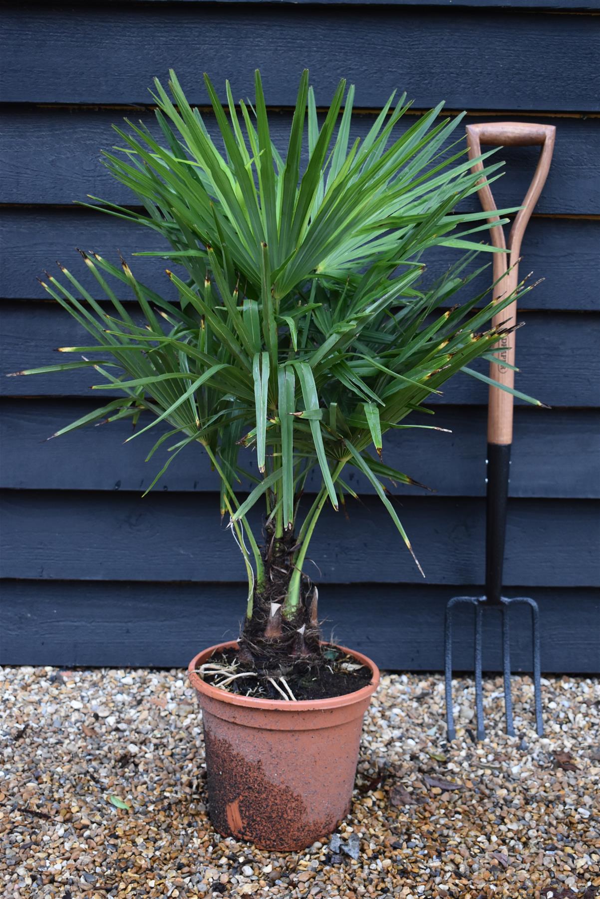 Trachycarpus fortunei | Chusan Palm - 70-90cm, 10lt