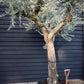 Olive Tree | Olea Europea - Specimen - Branched Out - Height 250 -300 cm - 280lt