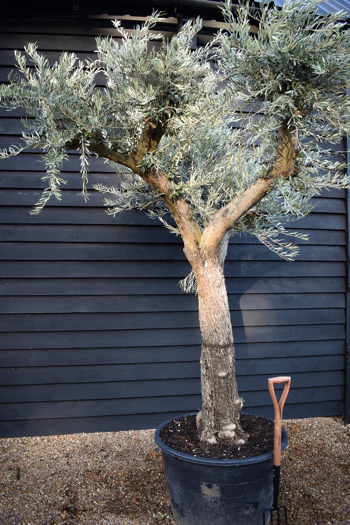 Olive Tree | Olea Europea - Specimen - Branched Out - Height 250 -300 cm - 280lt