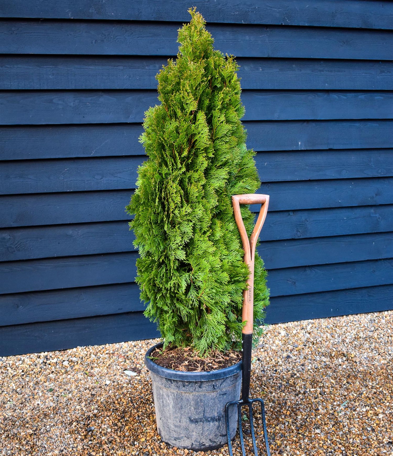 Thuja occidentalis 'Smaragd' - Bushy - Height 140-150cm - 20-30lt