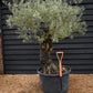 Olive Tree | Olea Europea - Specimen - Straight gnarly - Trunk height 80cm - Height 180cm - Girth 90cm - 160lt