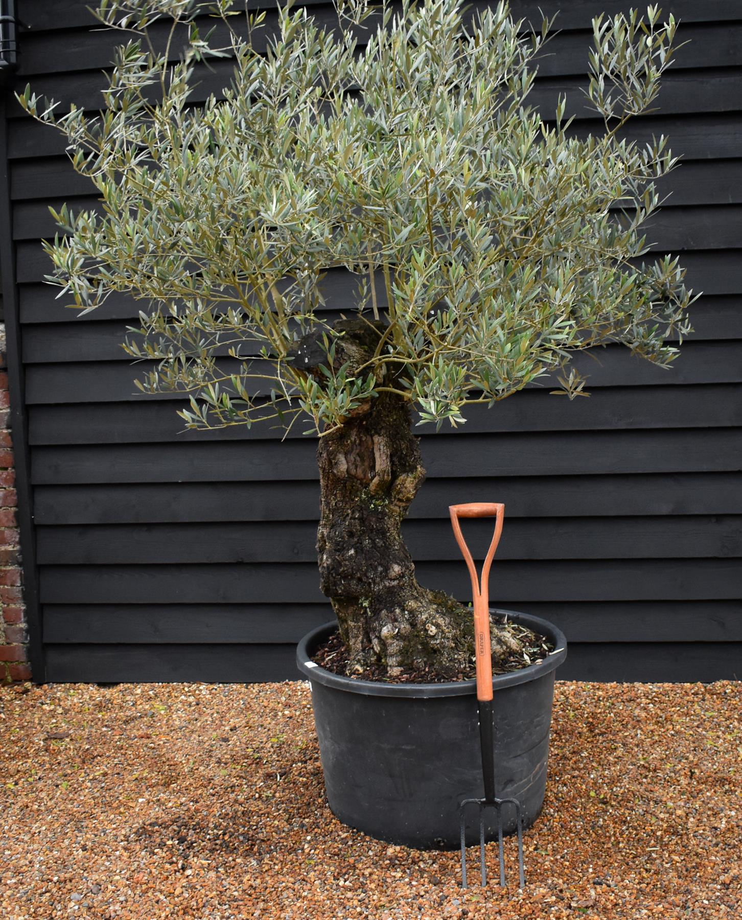 Olive Tree | Olea Europea - Specimen - Straight gnarly - Trunk height 80cm - Height 180cm - Girth 90cm - 160lt