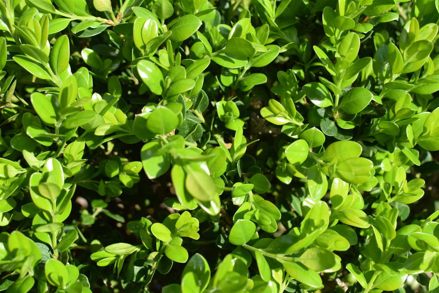 Buxus Microphylla Faulkner - Multistem - 100cm - 90lt