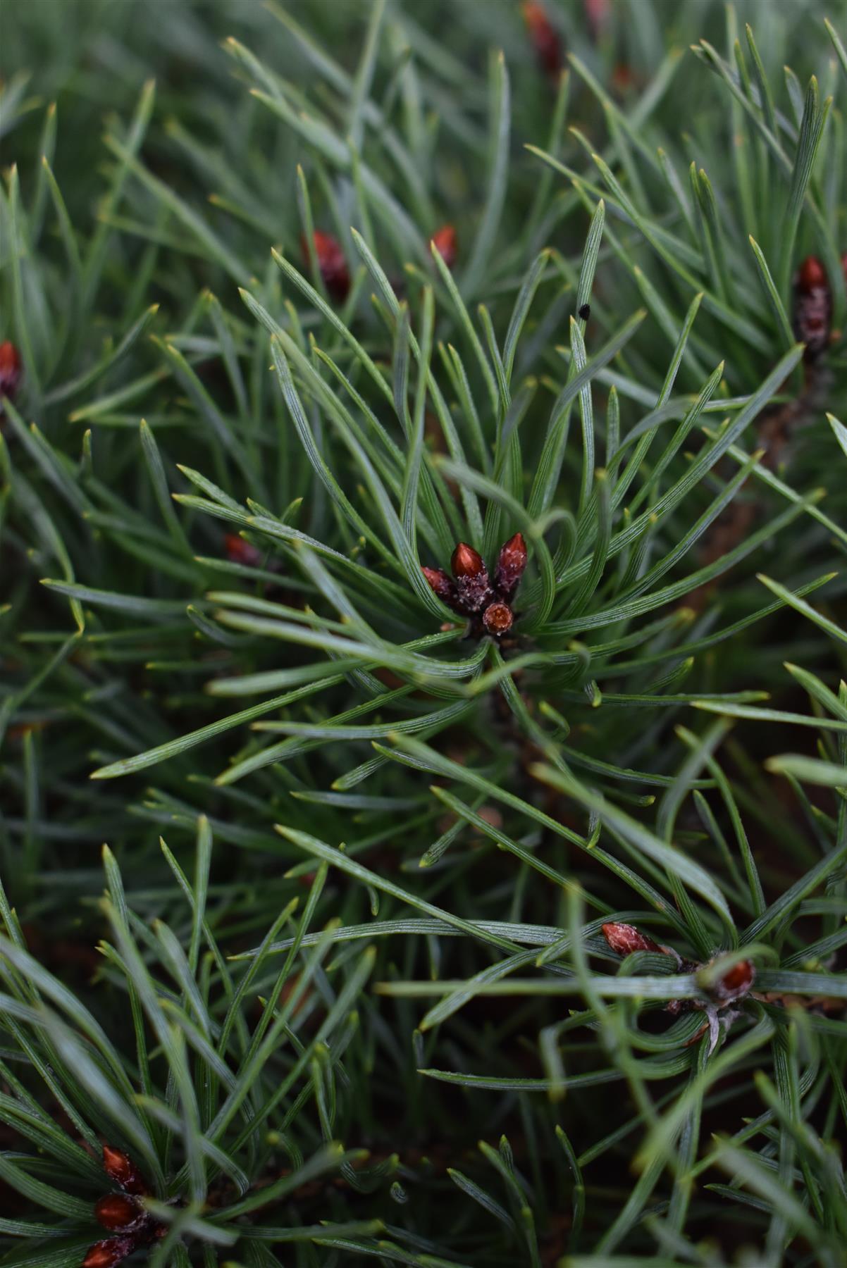 Pinus sylvestris 'Sandringham' | Sandringham Scots Pine - Height 30-40cm - 15lt