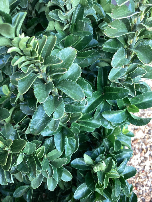 Euonymus japonicus 'Green Spire' - Height 80-90cm - 30lt