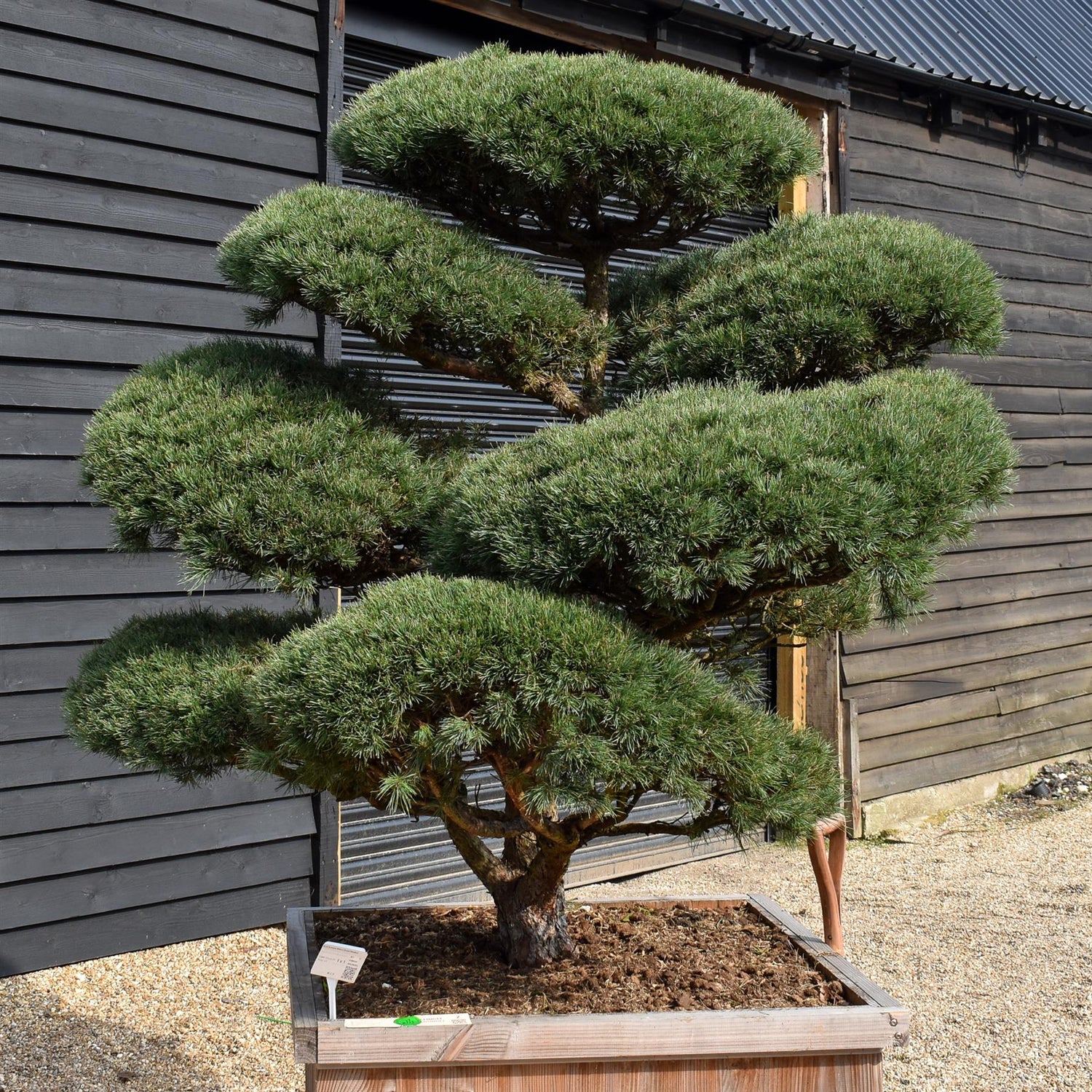 Pinus sylvestris 'Watereri' - Cloud Bonsai - Specimen 1 - Height 190cm - Width 180cm - Wooden Box 115 x 115cm - 800lt