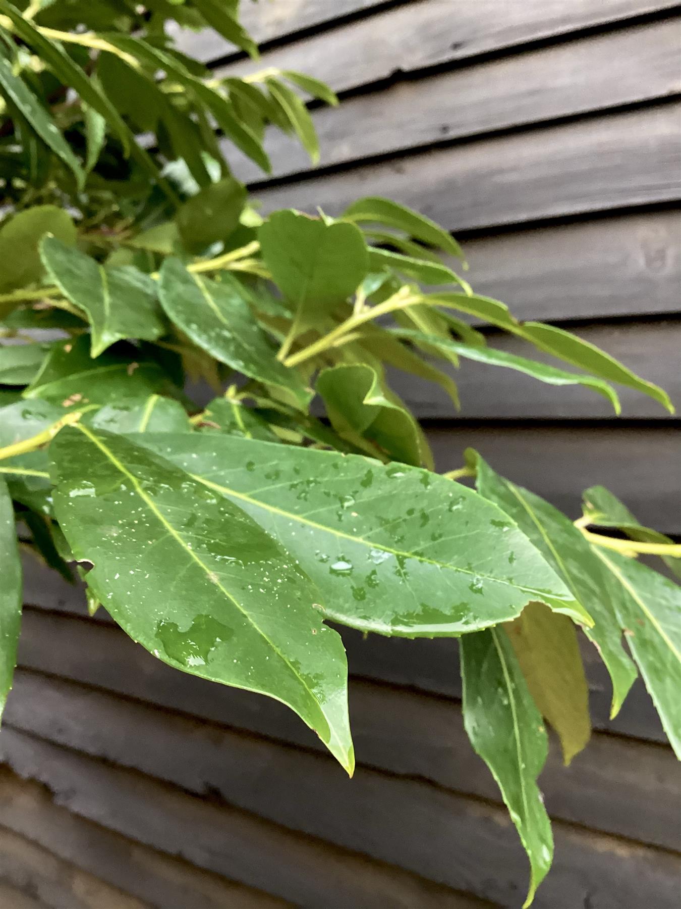 Prunus laurocerasus 'Novita' - Multistem - Parachute - Height 300-320cm - Width 250-300cm - 285lt