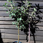 Apple tree 'Discovery' | Malus domestica - MM106 - Semi-Dwarfing - Height 140-150cm - 20lt